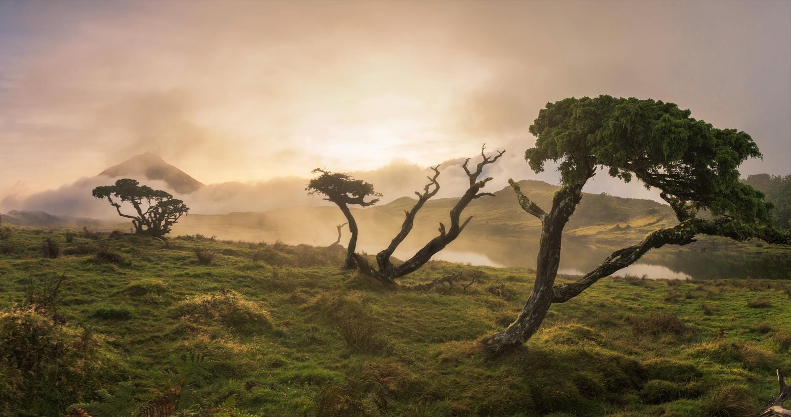 Nebliger Morgen in grüner Landschaft mit bizarren Bäumen, Azoren, Portugal.