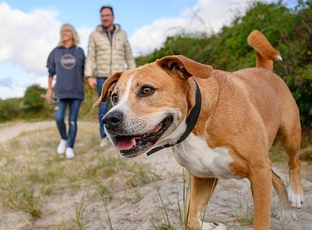 Spaziergang mit Hund am Strand Hotel Atlantic Juist